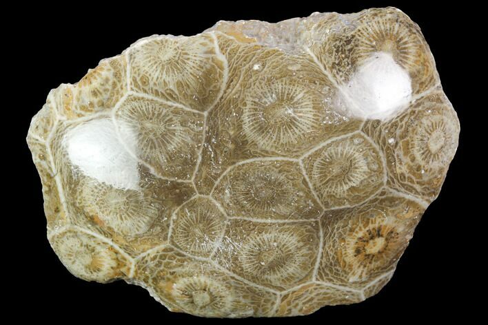 Polished Fossil Coral (Actinocyathus) - Morocco #100611